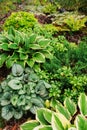 Brunnera Jack Frost planted together with hostas in shady garden. Royalty Free Stock Photo