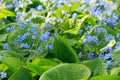 Brunnera macrophylla Royalty Free Stock Photo