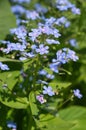 Brunnera macrophylla flowers in bloom