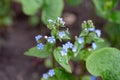 Little blue forget-me-not flowers on spring meadow. Royalty Free Stock Photo