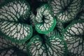 Brunnera macrophylla Silver leaves on the dark moody stile Royalty Free Stock Photo