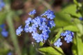 Brunnera macrophylla Royalty Free Stock Photo