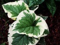 Brunnera macrophylla 'Variegata' Royalty Free Stock Photo