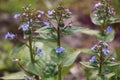 Brunnera ,Siberian Bugloss.