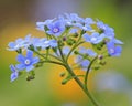Brunnera Royalty Free Stock Photo