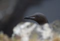 Brunnich guillemot (Uria lomvia) in Latrabjarg cliffs, Iceland Royalty Free Stock Photo