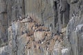 Brunnichs guillemots Nest on a Sheer Cliff Face