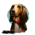 Bruno Jura Hound dog breed isolated on white background digital art illustration. Hunting hound dog head portrait, clipart
