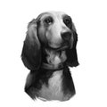 Bruno Jura Hound dog breed isolated on white background digital art illustration. Hunting hound dog head portrait, clipart Royalty Free Stock Photo