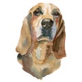 The Bruno Jura hound watercolor hand painted dog portrait