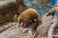 Bruny Island Echidna