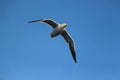 Bruny Island Sea Bird - Tasmania