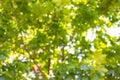 Brurry sunflecks shining through green tree crowns Royalty Free Stock Photo