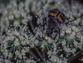 Brush beetle crawls on umbels