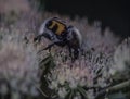 Brush beetle crawls on umbels