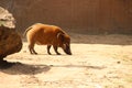 Brush boar walks in the enclosure of the elephants of Ouwehands Zoo in Rhenen Royalty Free Stock Photo