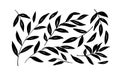 Brush branches with long leaves vector collection. Royalty Free Stock Photo