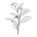 Brush branches with oval leaves vector collection. Black and white drawing of round-leaved plant. Ink floral illustration in Royalty Free Stock Photo