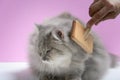 Brush the cat fur comb on a wooden table Royalty Free Stock Photo