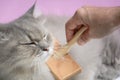 Brush the cat fur comb on a wooden table Royalty Free Stock Photo