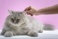 Brush the cat fur comb on a wooden table Royalty Free Stock Photo