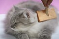 Brush the cat fur comb on a wooden table Royalty Free Stock Photo