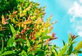 Australian rose apple are sprouting fresh colorful leaves with flare light  on blue sky background Royalty Free Stock Photo
