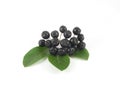 Brush chokeberry with green leaves Royalty Free Stock Photo