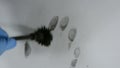 Fingerprints, brush develops latent hand print on white surface