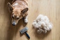 Brush for dog hair Royalty Free Stock Photo