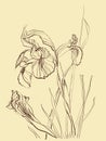 Brush drawing iris flower