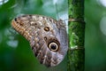 The brush-footed butterfly Caligo telamonius Royalty Free Stock Photo