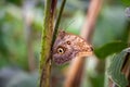 The brush-footed butterfly Caligo telamonius Royalty Free Stock Photo