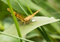 Brush-footed Butterfly on smooth leaf with raindrop Royalty Free Stock Photo