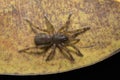 Brush footed spider, Tigidia sp, Barychelidae, Neyyar wildlife sanctuary, Kerala, India Royalty Free Stock Photo