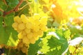 Brush grapes against the background of leaves and bright sun Royalty Free Stock Photo
