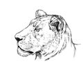 Brush painting ink draw isolated lion illustration Royalty Free Stock Photo