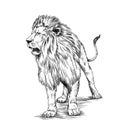 Brush painting ink draw isolated lion illustration Royalty Free Stock Photo