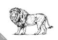 Brush painting ink draw isolated lion illustration Royalty Free Stock Photo