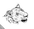 Brush painting ink draw isolated lion illustration Royalty Free Stock Photo