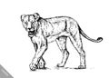 Brush painting ink draw isolated lion illustration Royalty Free Stock Photo