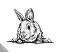 Brush painting ink draw isolated rabbit illustration