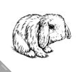 Brush painting ink draw isolated rabbit illustration