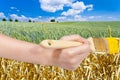 Brush paints ripe harvest in green wheat field