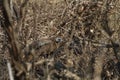 Wild turkey hiding in a brush pile.