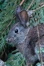 Brush rabbit near OHSU in Portland Oregon Royalty Free Stock Photo