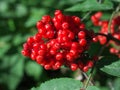 Brush with red berries ripe elderberry Sambucus racemosa