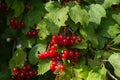 a brush of red viburnum berries against the background of bright green foliage of the shrub Royalty Free Stock Photo