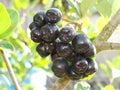 Aronia berries Aronia melanocarpa, Black Chokeberry growing in the garden. Aronia on tree close up Royalty Free Stock Photo