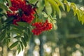 Brush of ripe red berries of mountain ash on a branch Royalty Free Stock Photo